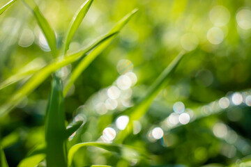 Fototapeta na wymiar Bokeh blurred background of green grass in nature.