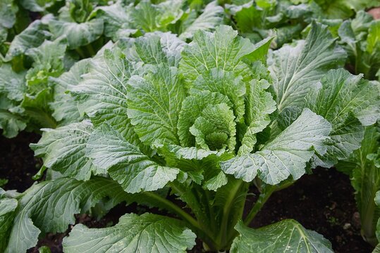 Chinese cabbage michihili garden, Chiangmai Thailand
