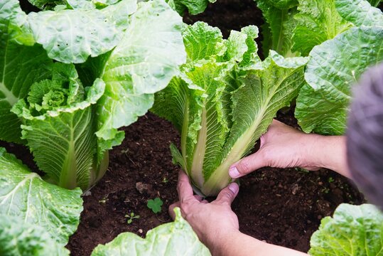 Man in organic chinese cabbage michihili garden, Chiangmai Thailand