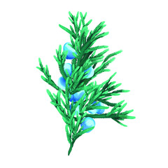 Juniper branch vector illustration, for seasonal, organic products design