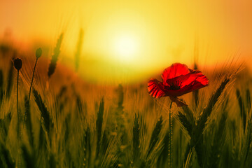  Kwiat maku w promieniach zachodzącego słońca