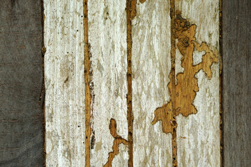 old wood background, termites eat until decay