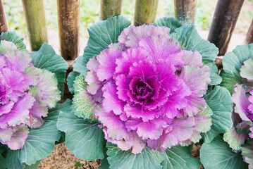 Ornamental cabbage garden, Chiangmai Thailand