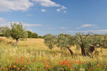 A cultivated field in the Sicilian countryside in the province of Ragusa, Italy.