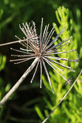 dry dandelion