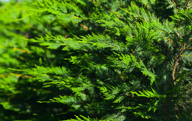 Leyland cypress leylandii used as natural fence in designing a backyard.  Nature photography of...