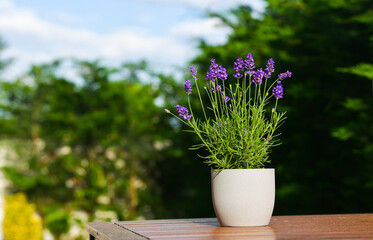 Garden plants design. A beautiful purple flower lavender in a gray pot on a wooden table...