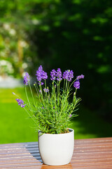 Garden plants design. A beautiful purple flower lavender in a gray pot on a wooden table photographed in the morning light, in the backyard. Floral photography. Lavandula plants family.