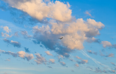 Silhouette of a seagull flying over an amazing sunrise sky with cumulus clouds. Birds photography. Inspiring and relaxing background image.