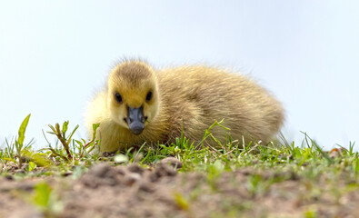 Canada goose, Branta canadensis, young