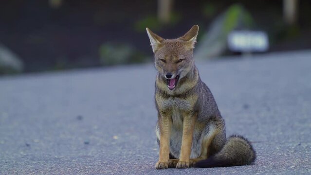 gray fox in national park, natural behavior with people nearby. slow motion with long lens
