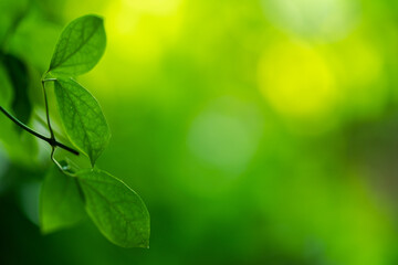 green leaves background
