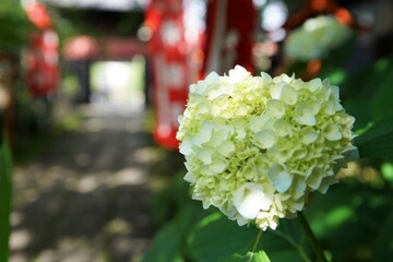 京都の伏見の長建寺の紫陽花