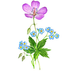 watercolor drawing bouquet of flowers, geranium and forget-me-nots isolated at white background , hand drawn botanical illustration
