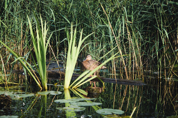 Duck into the overgrown green duckweed pond