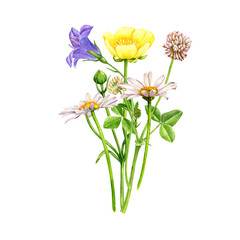 watercolor drawing bouquet of flowers, bell, alsike clover, yellow buttercup and daisy isolated at white background , hand drawn botanical illustration