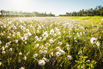 Fototapeta na wymiar Summer Karelian landscape. Cotton grass flowers in the Karelian swamp at sunset.