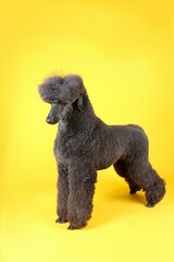 black royal poodle isolated on yellow background