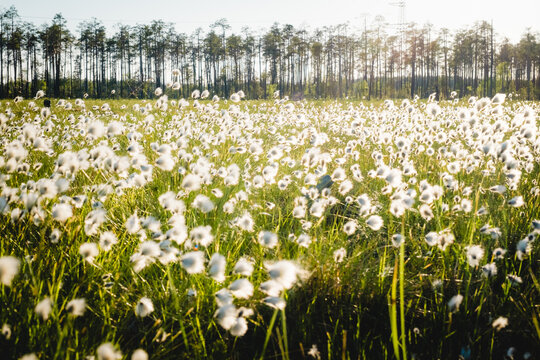 Summer Karelian landscape. Cotton grass flowers in the Karelian swamp at sunset.