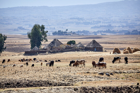 The rural community of Oromo&nbsp;Peoples, Ethiopia, East Africa