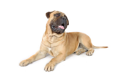 lying adult bullmastiff isolated on white background