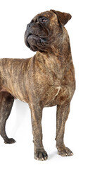adult bullmastiff isolated on white background