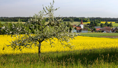 Kleines Dorf in der Oberpfalz vor blühendem Rapsfeld