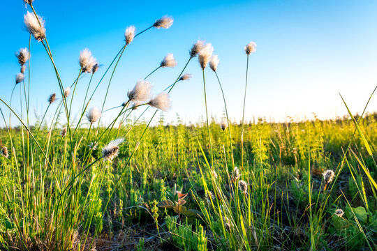 Summer Karelian landscape. Cotton grass flowers in the Karelian swamp at sunset. © Alexey Oblov