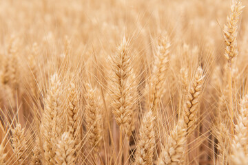 Harvest Wheat Field, Ears of wheat close up. 