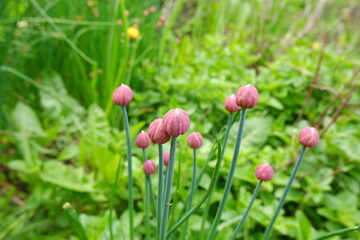Green Allium Schoenoprasum with purple buds. Wild Chives flower, Onion.