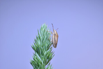 In the picture, the sharp-headed shield bug or Elia, side view, sits on the grass.