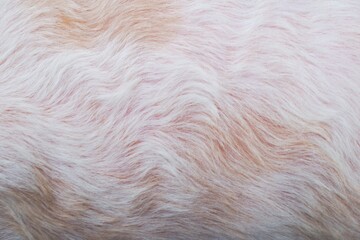 white dog fur texture close-up beautiful abstract background