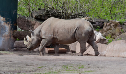 Naklejka premium Diceros bicornis - Black Rhinoceros, They use their pointed upper lip as a kind of hand