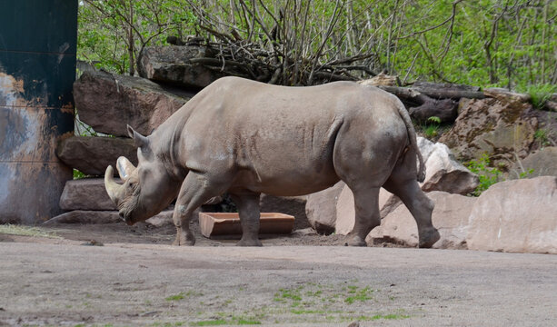 Diceros Bicornis - Black Rhinoceros, They Use Their Pointed Upper Lip As A Kind Of Hand