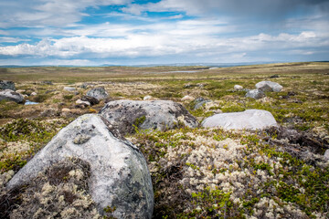 Summer landscape of the green polar tundra with boulders in the foreground and lake on the horizon. Northern nature in the vicinity Teriberka (Kola Peninsula, Russia)