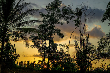 Wallpaper blurred nature of the twilight light in the evening by the large water basin surrounded by big trees, the integrity of the forest