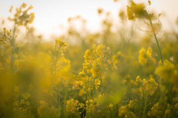 春の菜の花 / Canola flower in spring