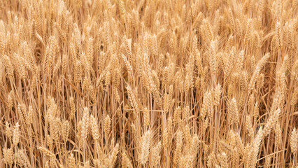 Rich harvest wheat field. Ears of golden wheat closeup.