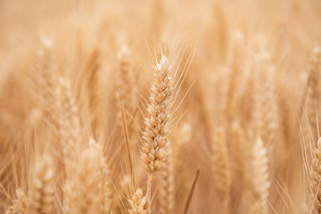 Fototapeta premium Harvest Wheat Field, Ears of wheat close up. 