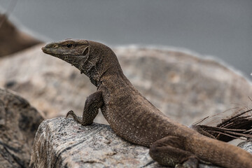 The monitor lizard got out to bask on a large stone