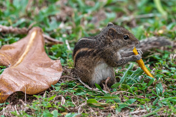 Palm squirrel has lunch in a tropical garden