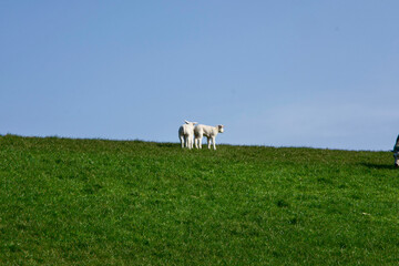  Two lambs on dike in the sun on Texel.