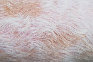 Beautiful abstract white brown dog fur texture background close-up
