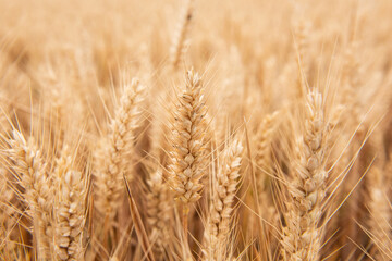 Rich harvest wheat field. Ears of golden wheat closeup.
