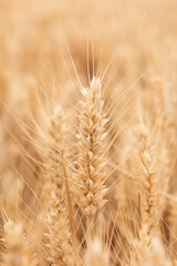 Rich harvest wheat field. Ears of golden wheat closeup.