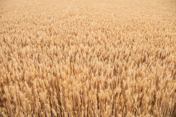 harvest golden wheat in the wheat field