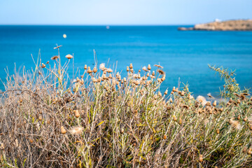 Obraz premium Summer landscape in Cyprus. Grass flowers close-up on the background of the sea