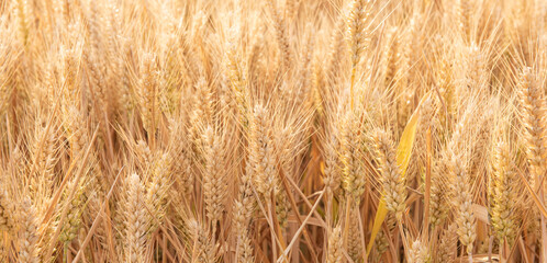 harvest golden wheat in the wheat field