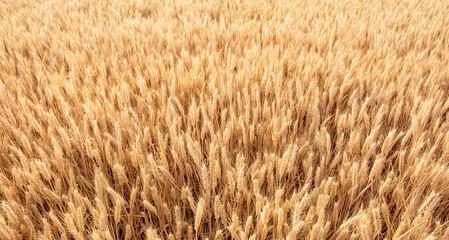 Rich harvest wheat field. Ears of golden wheat closeup.