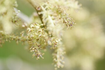 Mulberry flowers. Moraceae deciduous shrub. Around April, pale yellow florets are attached to the spikes.